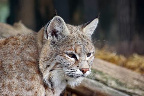 Lynxcat