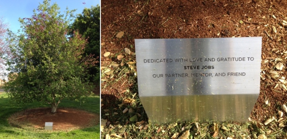 PixerのキャンパスにSteve Jobs氏に捧げる木が植えられている